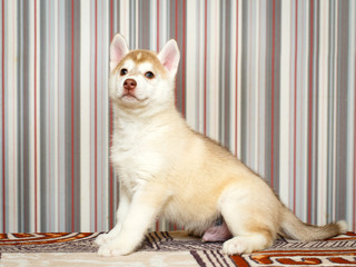 Fototapeta na wymiar Siberian Husky dog