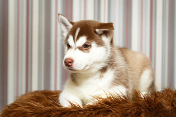 Siberian Husky dog