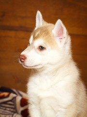 Obraz premium Siberian Husky dog