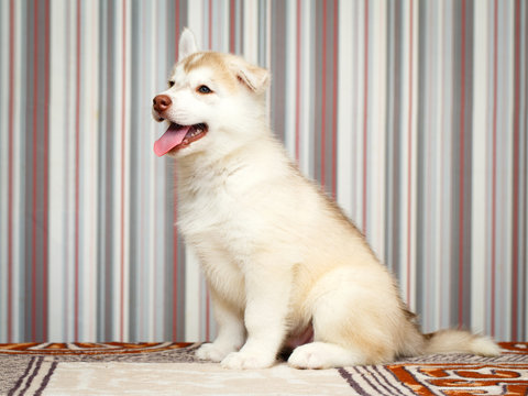 Siberian Husky dog
