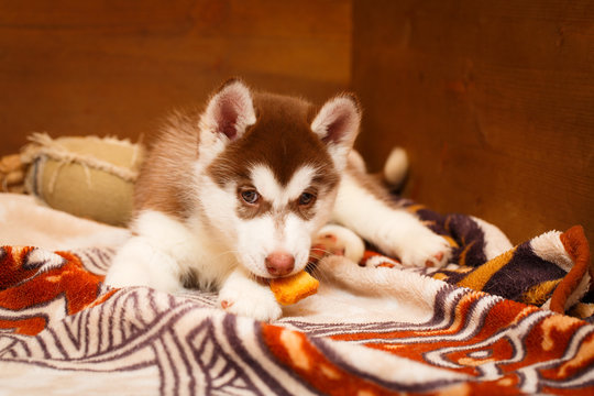 Siberian Husky dog