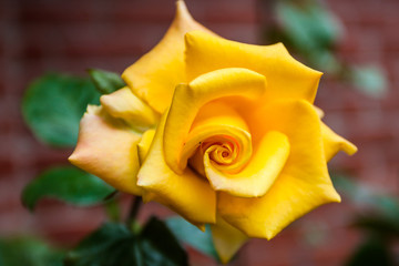 Yellow rose