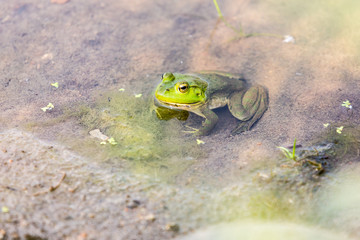 Bullfrog hiding in the water in a slimy swamp