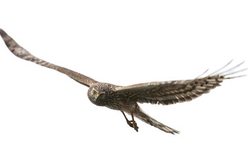 Obraz premium Northern Harrier