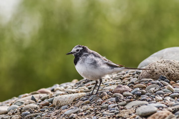 White Wagtail