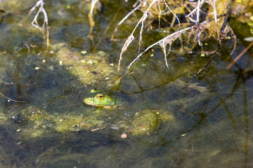 Bullfrog hiding in the water in a slimy swamp