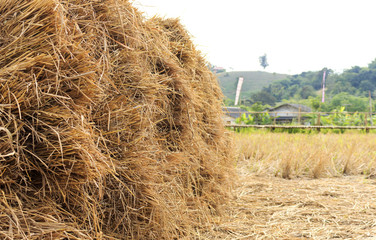 rice chaff with warm fall colors in soft-focus in the background. over light