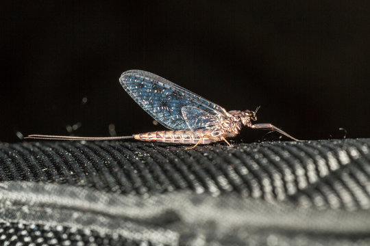 Small mayfly lit from behind, sitting on a textile bag