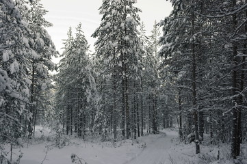 дорога в зимнем лесу