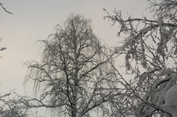деревья в снегу на фоне неба
