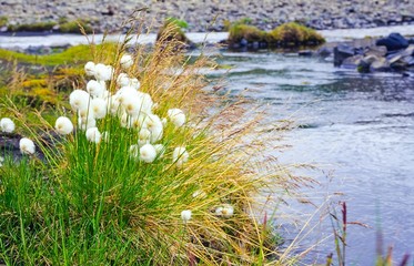 Scheuchzers Wollgras (Eriophorum scheuchzeri)  Alpen-Wollgras am Ufer eines Bachs an der Mündung...