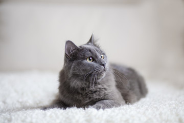 Flauschige graue Katze, die auf der Couch sitzt