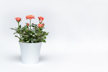 beautiful pink rose in white pot with snow on a white background