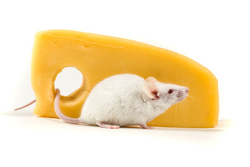 White mouse perched by a large block of cheese isolated on a white background