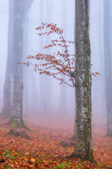 Obraz premium foggy forest in autumn to winter