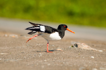 oystercatcher in it's natural habitat.Tromso.Norway