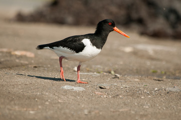 oystercatcher in it's natural habitat.Tromso.Norway