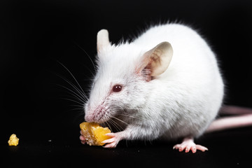 Small white mouse with a block of cheese isolated on a black bac