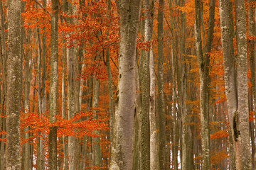 golden forest with lots of leaves
