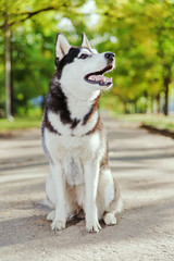 Portrait black and white Husky dog with a smile and his tongue hanging out