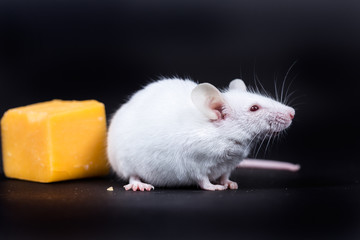 Small white mouse with a block of cheese isolated on a black background