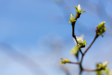 Young new leaves woke up after winter in spring time cloe up sho