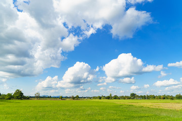 Green rice field with cloudy blue sky background © patrickbp