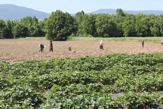 countrywoman working in the field