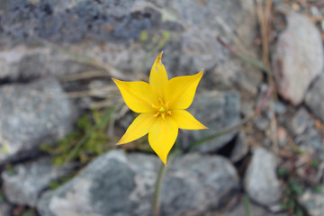 Yellow Flowers Emerging from Stones