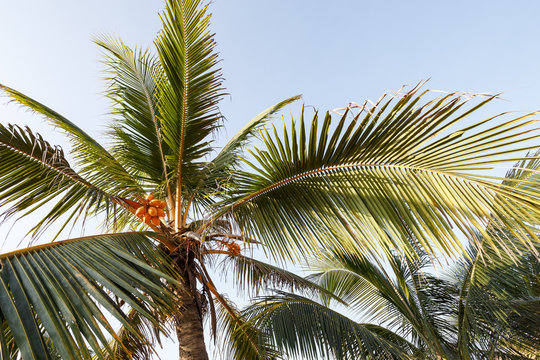 Beautiful landscape, background palm trees on beach