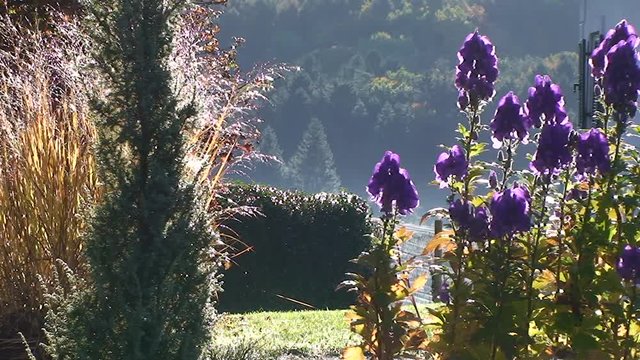 Die Wiese dampft und die Tautropfen glitzern an den Gr&auml;sern im Gegenlicht der Morgensonne