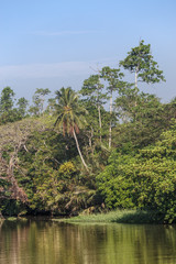 Fototapeta na wymiar Beautiful landscape, tropical palm beach