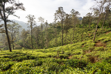 Fototapeta na wymiar Beautiful tropical landscape. Tea plantation near the road.