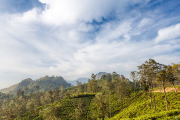 Tea plantation. View of the mountain Little Adam's Peak. Beautiful tropical landscape.