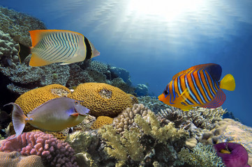 Fototapeta na wymiar Wonderful and beautiful underwater world with corals