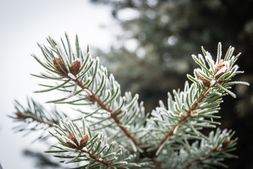 Fir tree branches covered with frost
