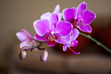 Fototapeta na wymiar Branch of orchid