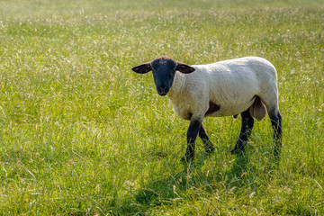 Curiously looking freshly shorn Suffolk ram in the meadow