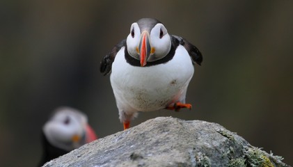 Puffin on Alesund Norway