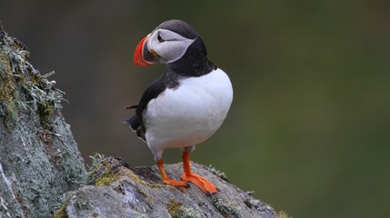 Puffin on Alesund Norway
