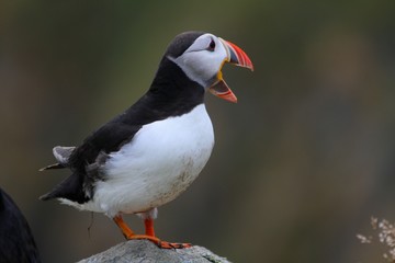 Puffin on Alesund Norway