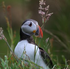 Naklejka premium Puffin on Alesund Norway