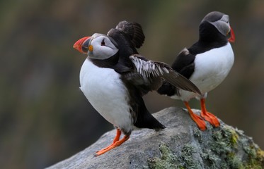 Puffin on Alesund Norway