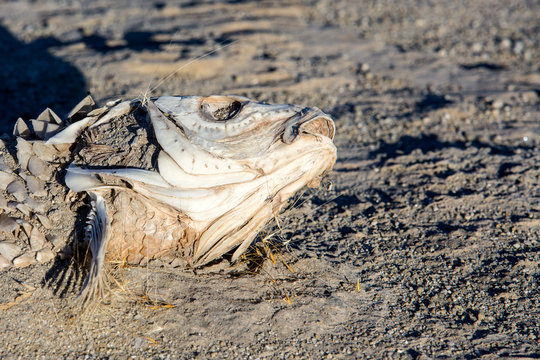 Dead suffocated fish skeleton lying on a dried out lake bed