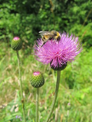 Bee on a purple bur