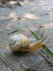 Snail crawled out and eating grass on the ground background