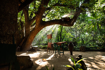 tropical garden in Sri lanka