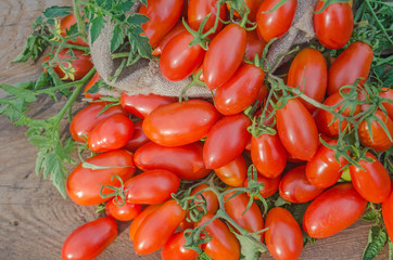 productive plum tomato © lesichkadesign