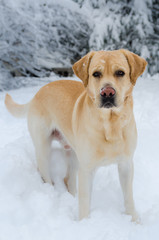 Lab playing in the snow