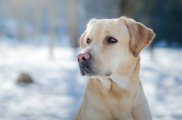 Lab playing in the snow